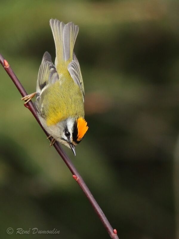 Common Firecrest male adult breeding, identification