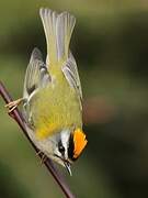 Common Firecrest