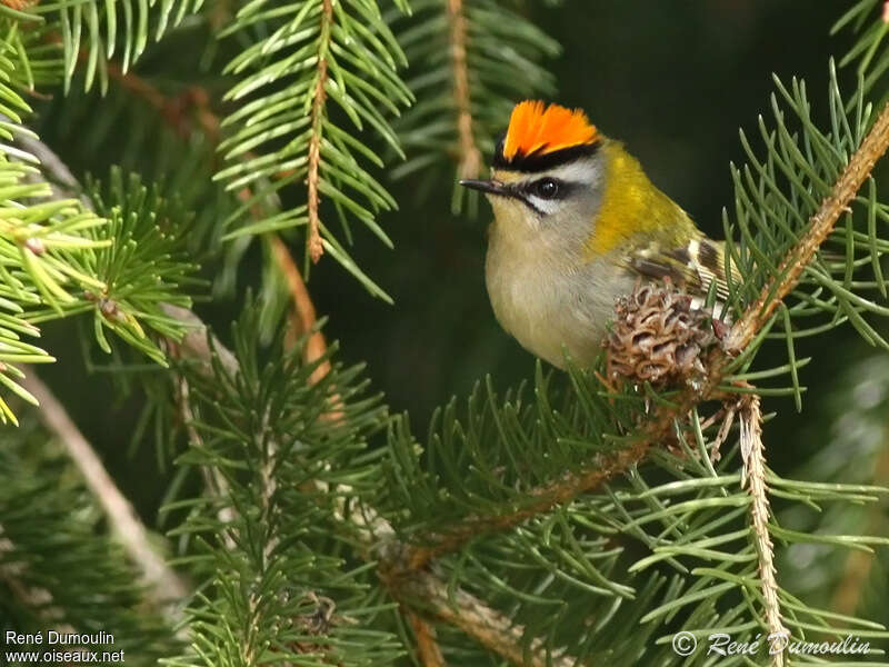 Common Firecrest male adult breeding, close-up portrait