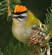 Common Firecrest