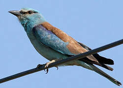 European Roller