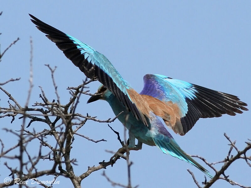 European Rolleradult, Flight