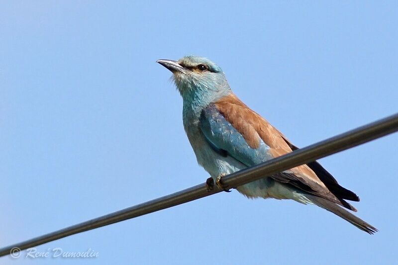 European Rolleradult, identification