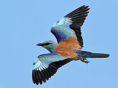 European Roller