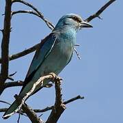 European Roller