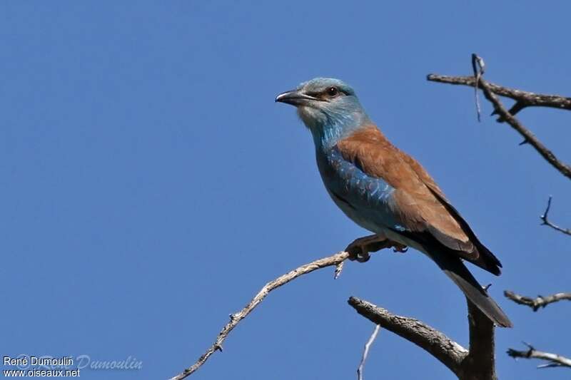 European Rolleradult, identification