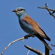 European Roller