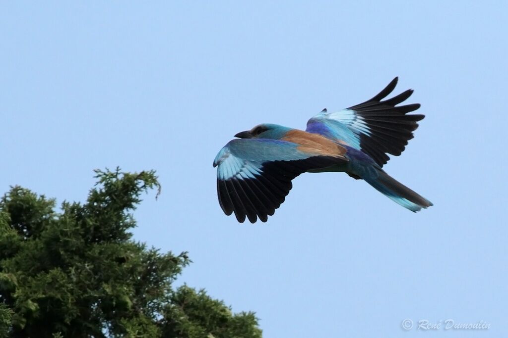 European Rolleradult breeding, Flight