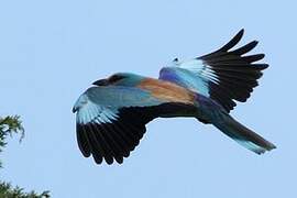 European Roller