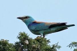 European Roller