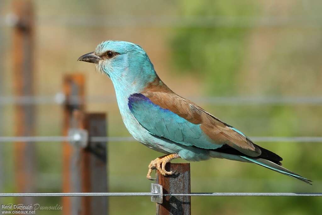 Rollier d'Europeadulte nuptial, identification