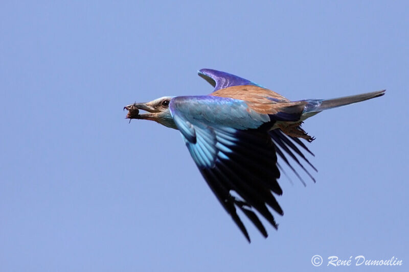 European Rolleradult, Flight