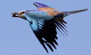 European Roller