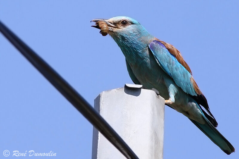 European Rolleradult, identification, feeding habits