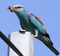 European Roller