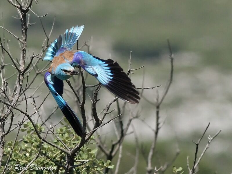 European Rolleradult, Flight