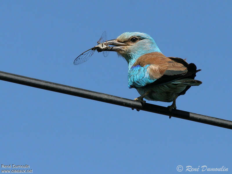 European Rolleradult, feeding habits