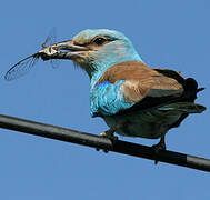 European Roller