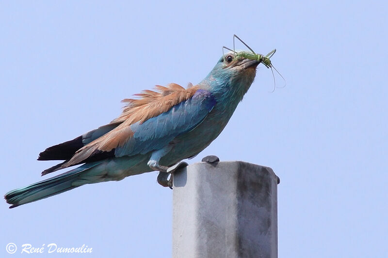 European Rolleradult, Behaviour