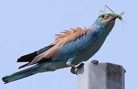 European Roller