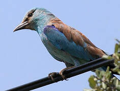 European Roller