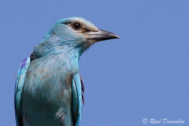 European Roller, identification