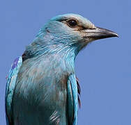 European Roller