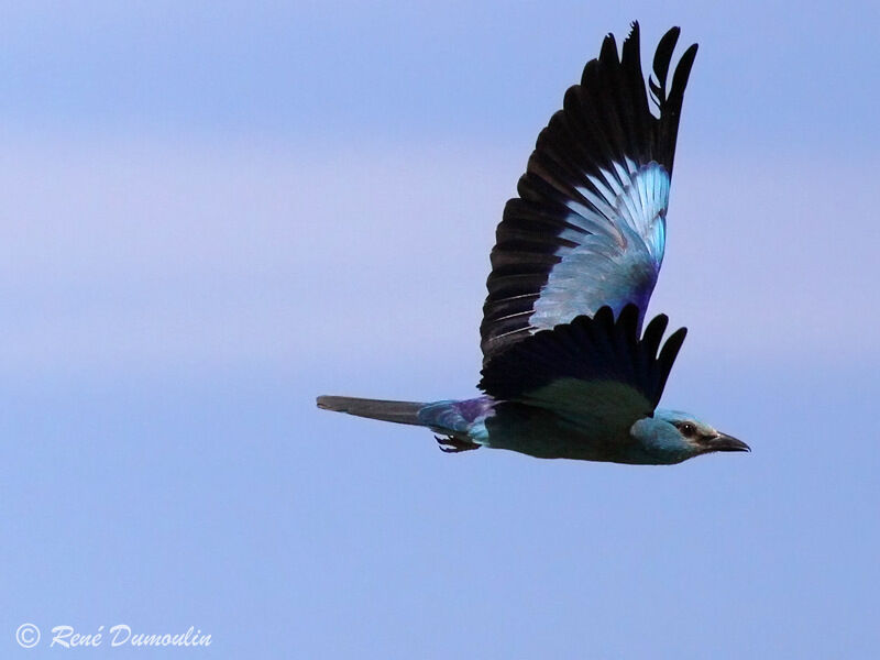 European Rolleradult, Flight