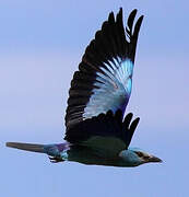 European Roller