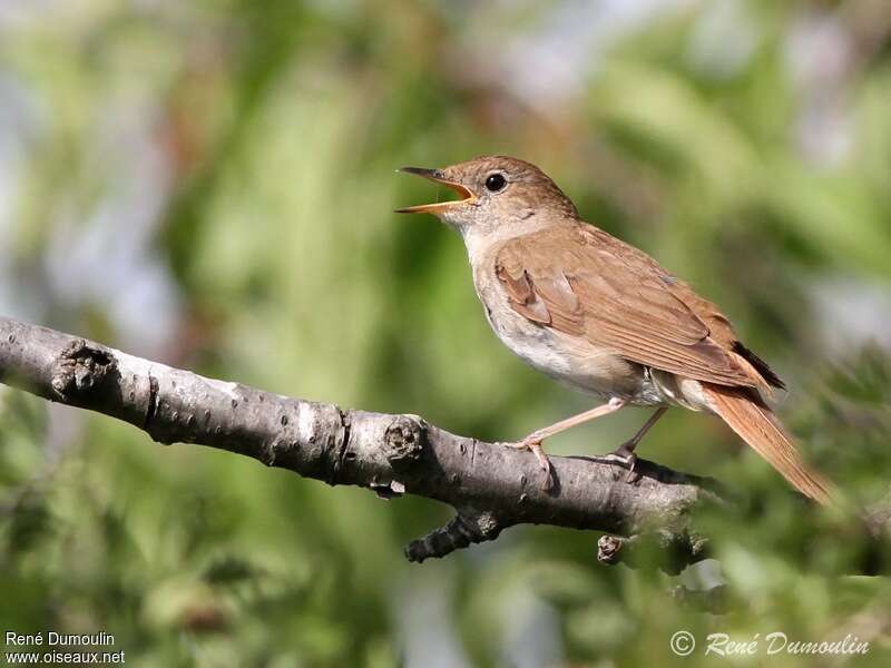 Common Nightingale male adult, song