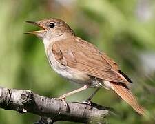 Common Nightingale