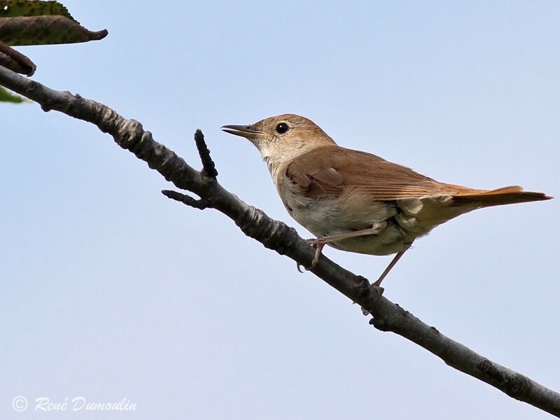 Common Nightingale male adult, identification