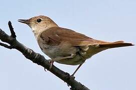 Common Nightingale