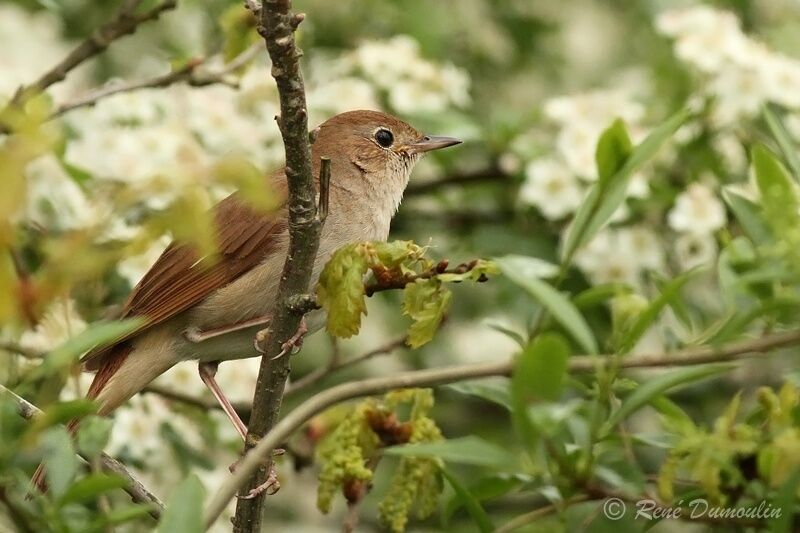 Common Nightingale male adult, identification