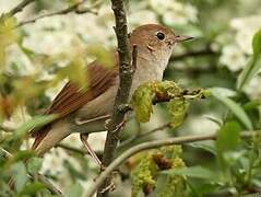 Common Nightingale