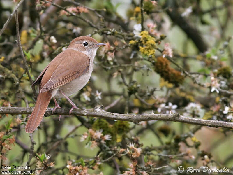 Common Nightingale male adult, pigmentation