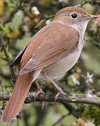 Common Nightingale