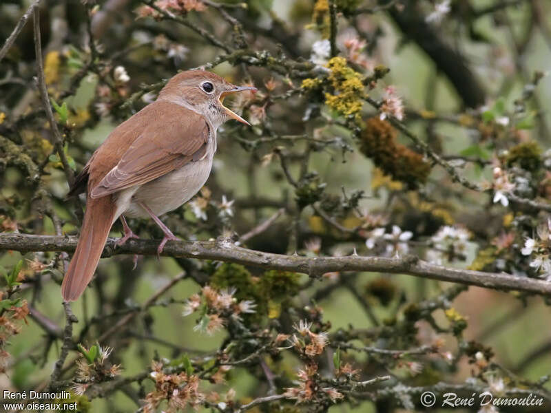 Common Nightingale male adult, identification, song