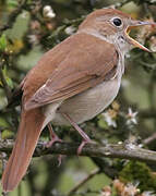 Common Nightingale