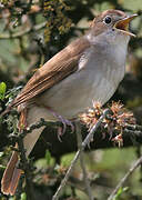 Common Nightingale