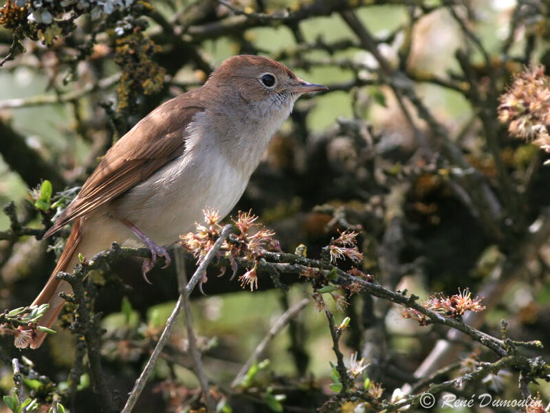 Common Nightingale male adult