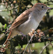 Common Nightingale