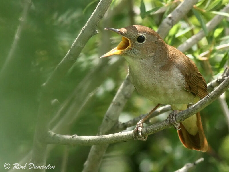 Common Nightingale male adult, song