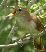 Common Nightingale