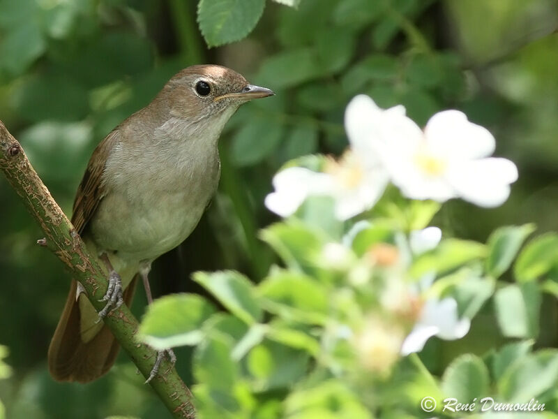 Rossignol philomèle mâle adulte, identification