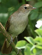 Common Nightingale