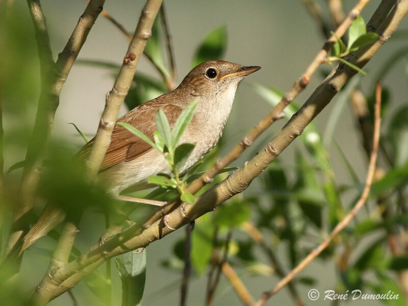 Rossignol philomèle mâle adulte, identification