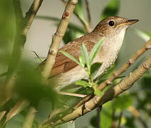 Common Nightingale