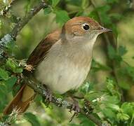 Common Nightingale