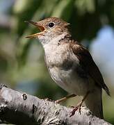 Common Nightingale